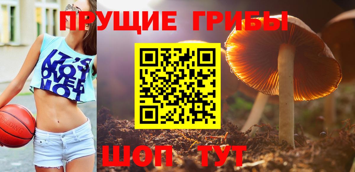Галлюциногенные грибы Psilocybine cubensis Лыткарино